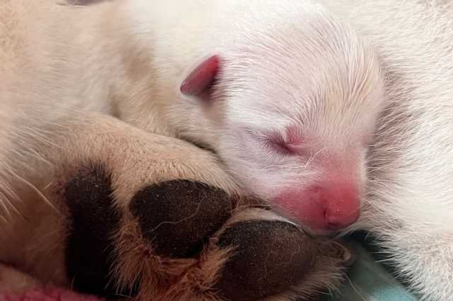 The Sunnyside Sisters Bed and Breakfast / Clarksville VA / A-litter Venture: 1 year today!!!