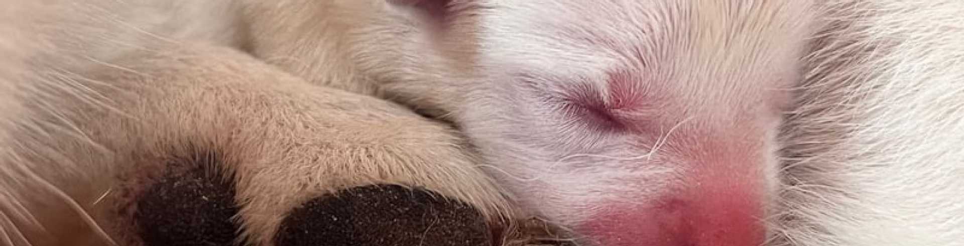 Sunnyside White Swiss Shepherds / Clarksville VA / A-litter Venture: 1 year today!!!