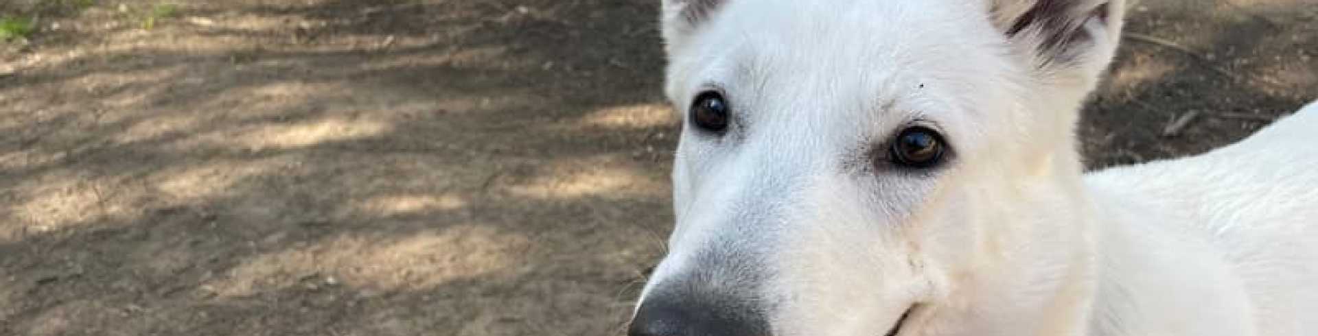 Sunnyside White Swiss Shepherds / Clarksville VA / My shadow