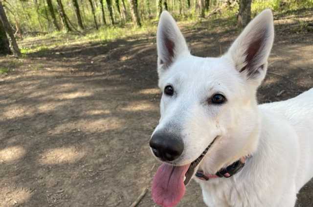 The Sunnyside Sisters Bed and Breakfast / Clarksville VA / My shadow