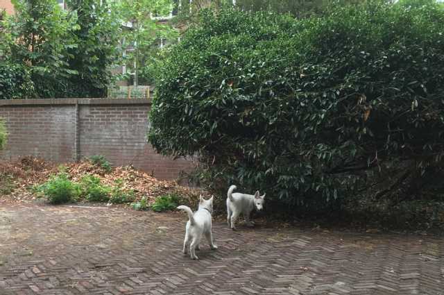 The Sunnyside Sisters Bed and Breakfast / Clarksville VA / The story of Mojo and his brother Raaf