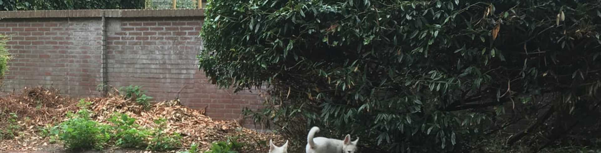 Sunnyside White Swiss Shepherds / Clarksville VA / The story of Mojo and his brother Raaf