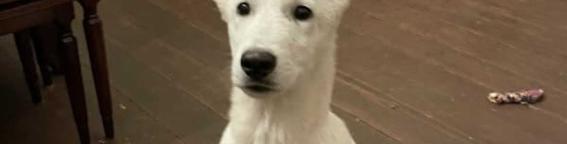 Sunnyside White Swiss Shepherds / Clarksville VA / Jessie Joy