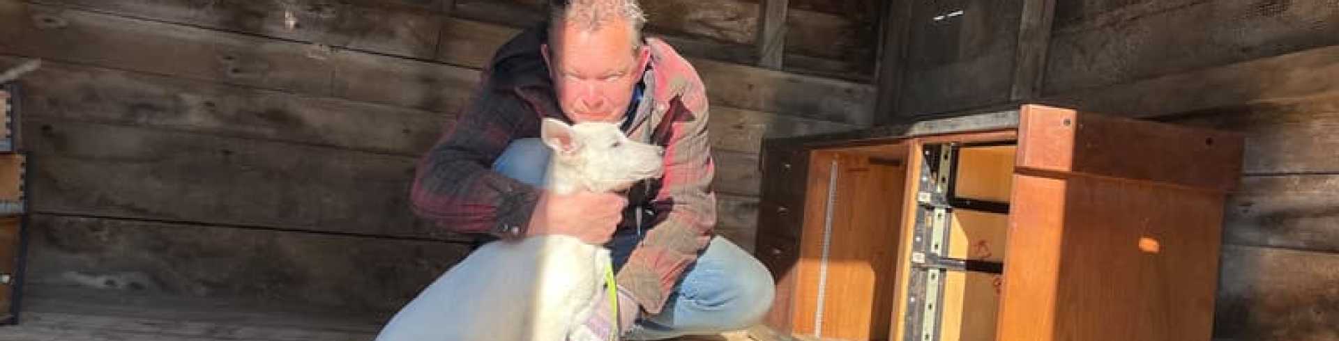 Sunnyside White Swiss Shepherds / Clarksville VA / Adjusting