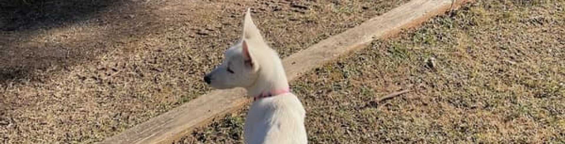 Sunnyside White Swiss Shepherds / Clarksville VA /