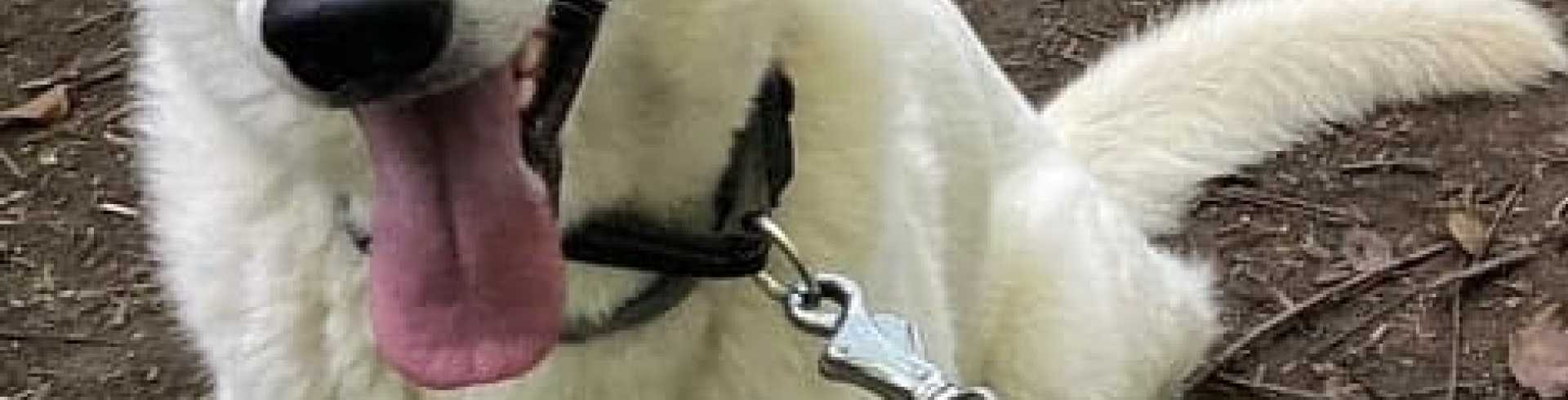 Sunnyside White Swiss Shepherds / Clarksville VA /