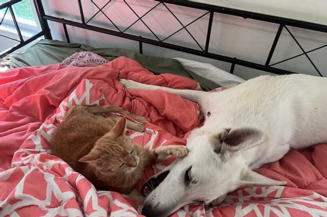 The Sunnyside Sisters Bed and Breakfast / Clarksville VA / Cats and Puppies: How to Help Them Live in Peace