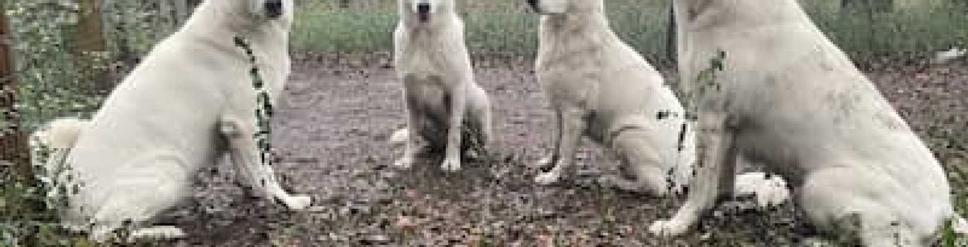 Sunnyside White Swiss Shepherds / Clarksville VA /