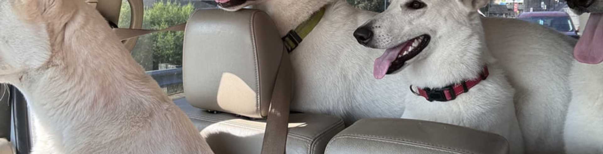 Sunnyside White Swiss Shepherds / Clarksville VA / Driving 'the pack'