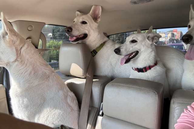 The Sunnyside Sisters Bed and Breakfast / Clarksville VA / Driving 'the pack'