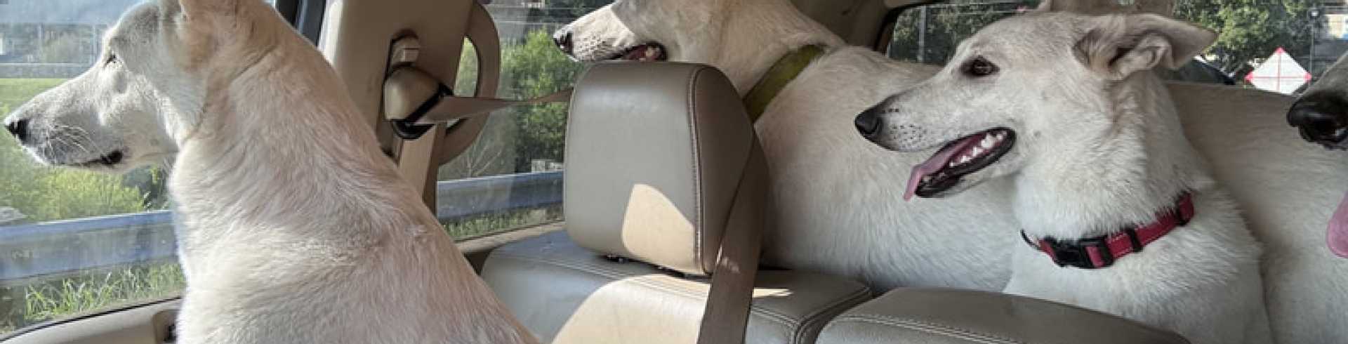 Sunnyside White Swiss Shepherds / Clarksville VA /