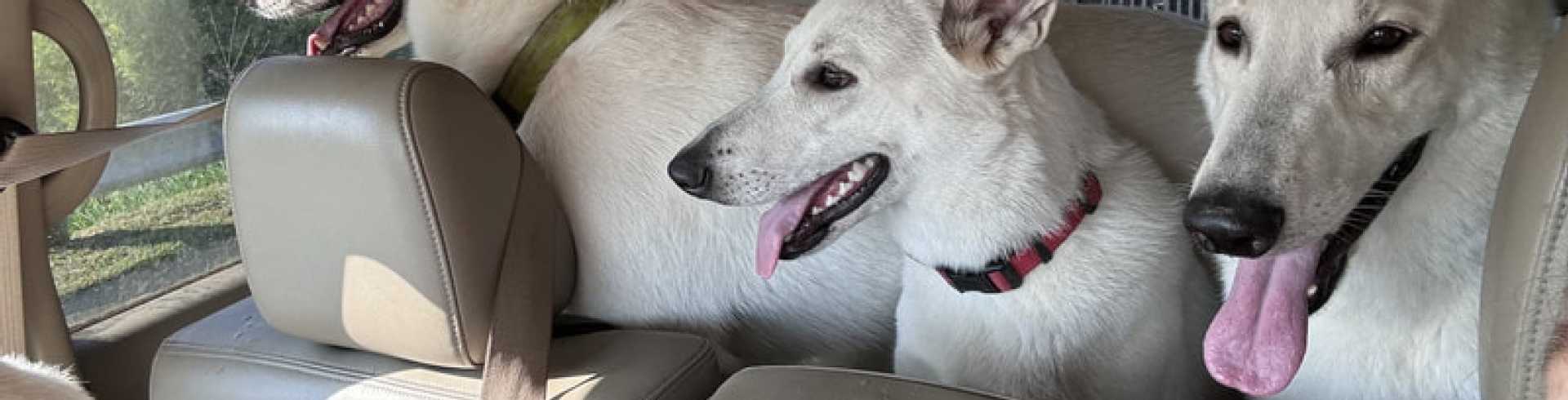 Sunnyside White Swiss Shepherds / Clarksville VA /