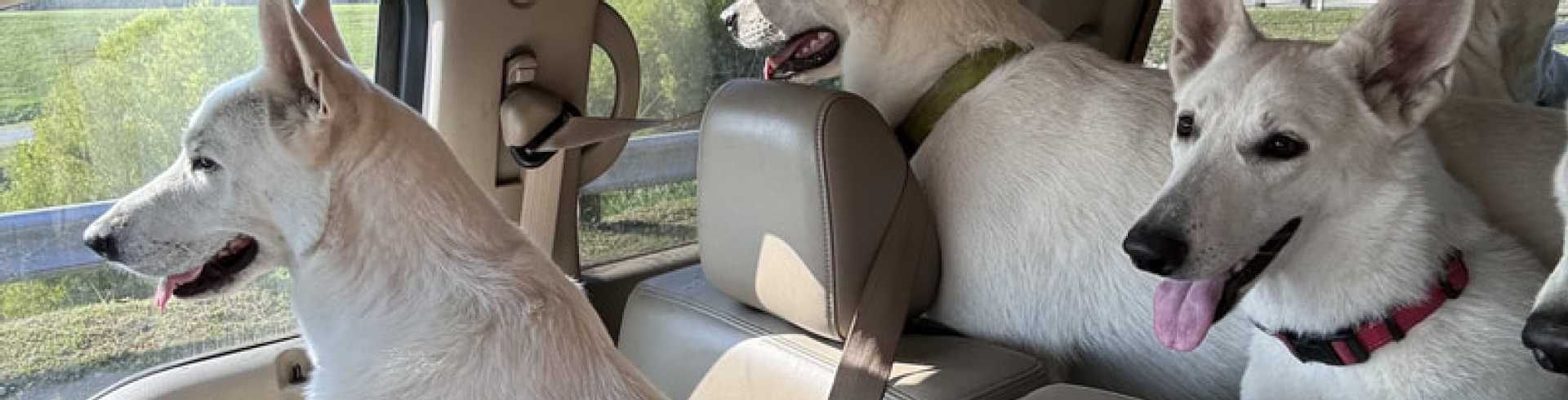 Sunnyside White Swiss Shepherds / Clarksville VA /