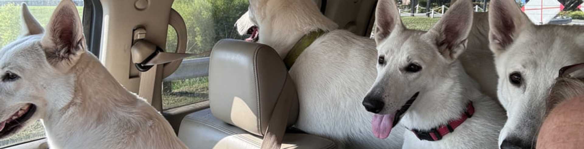 Sunnyside White Swiss Shepherds / Clarksville VA /