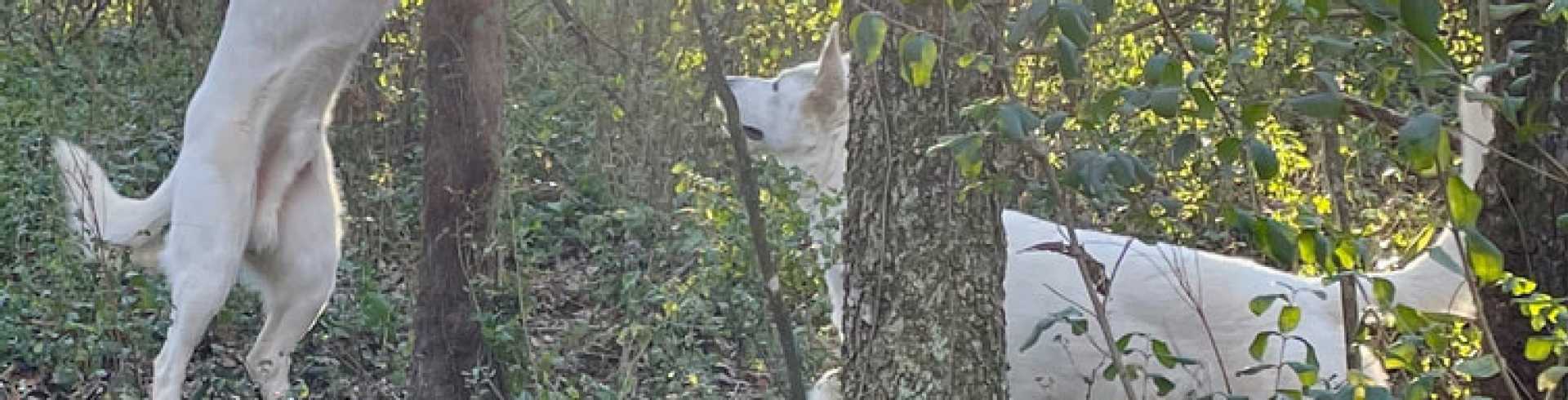 Sunnyside White Swiss Shepherds / Clarksville VA / Finding the ball way up high.....not easy