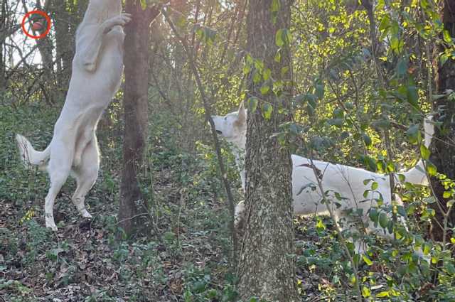 The Sunnyside Sisters Bed and Breakfast / Clarksville VA / Finding the ball way up high.....not easy