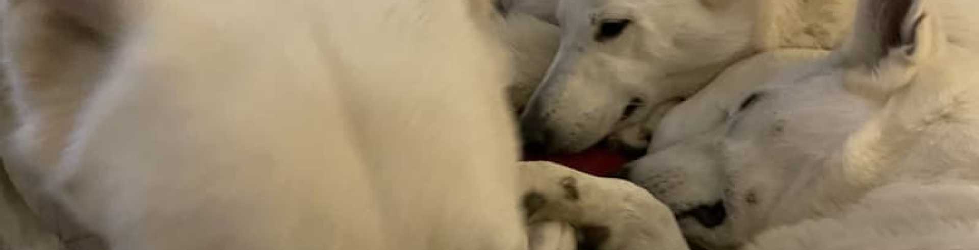 Sunnyside White Swiss Shepherds / Clarksville VA / Time to 'recoup'