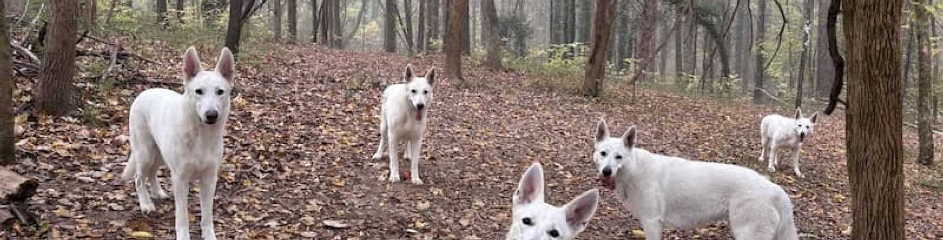 Sunnyside White Swiss Shepherds / Clarksville VA / What’s in a Bark?