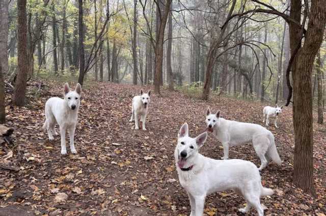 The Sunnyside Sisters Bed and Breakfast / Clarksville VA / What’s in a Bark?