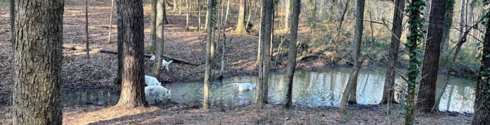 Sunnyside White Swiss Shepherds / Clarksville VA / All together again