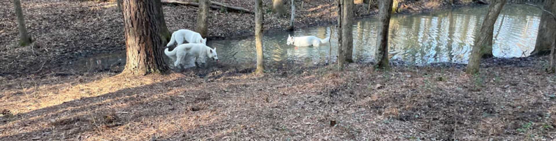 Sunnyside White Swiss Shepherds / Clarksville VA /