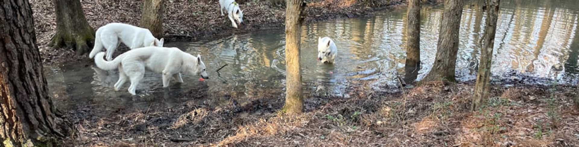Sunnyside White Swiss Shepherds / Clarksville VA /
