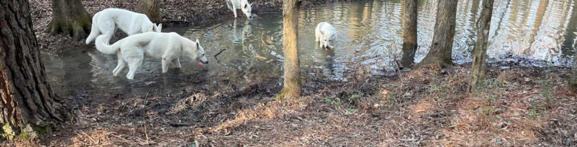 Sunnyside White Swiss Shepherds / Clarksville VA /