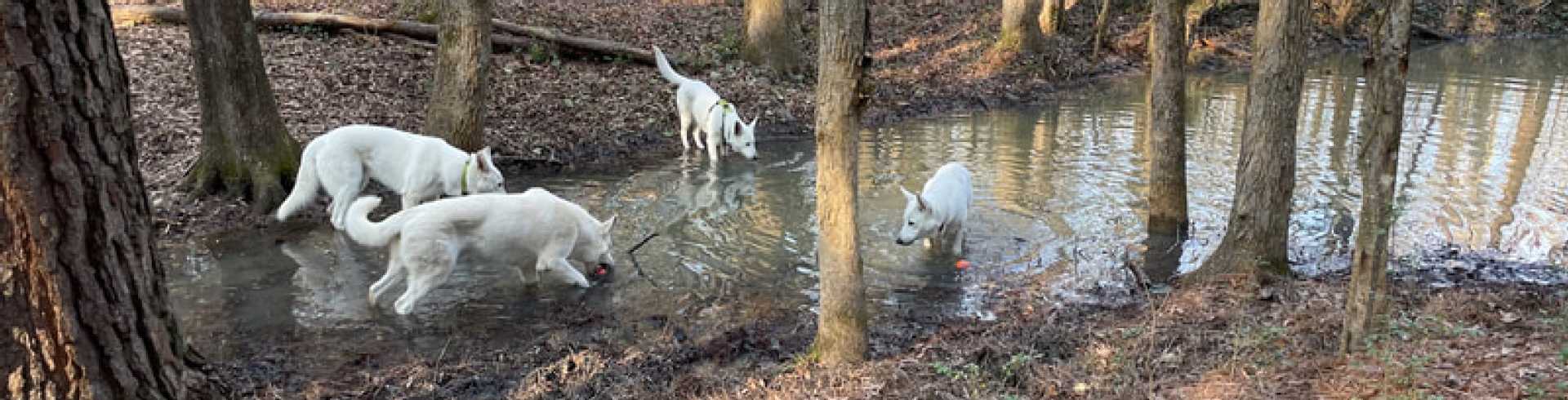 Sunnyside White Swiss Shepherds / Clarksville VA /