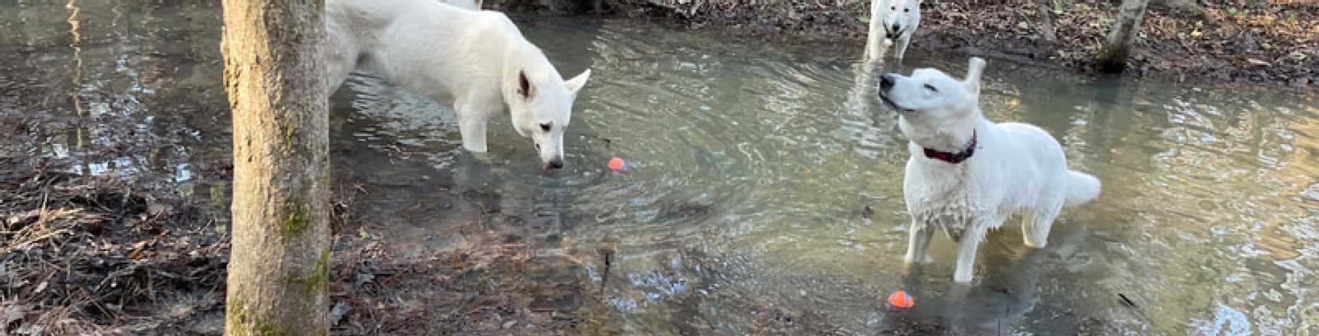 Sunnyside White Swiss Shepherds / Clarksville VA /