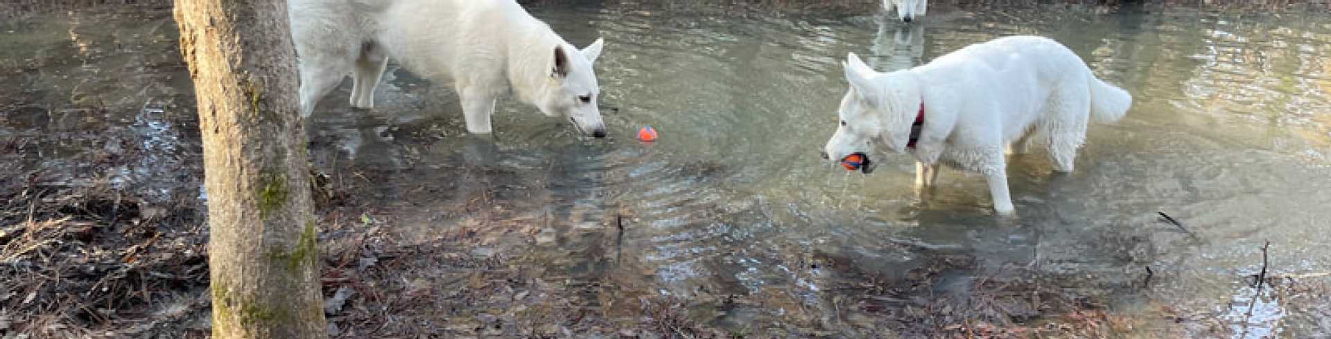 Sunnyside White Swiss Shepherds / Clarksville VA /