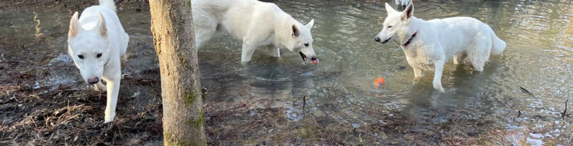 Sunnyside White Swiss Shepherds / Clarksville VA /