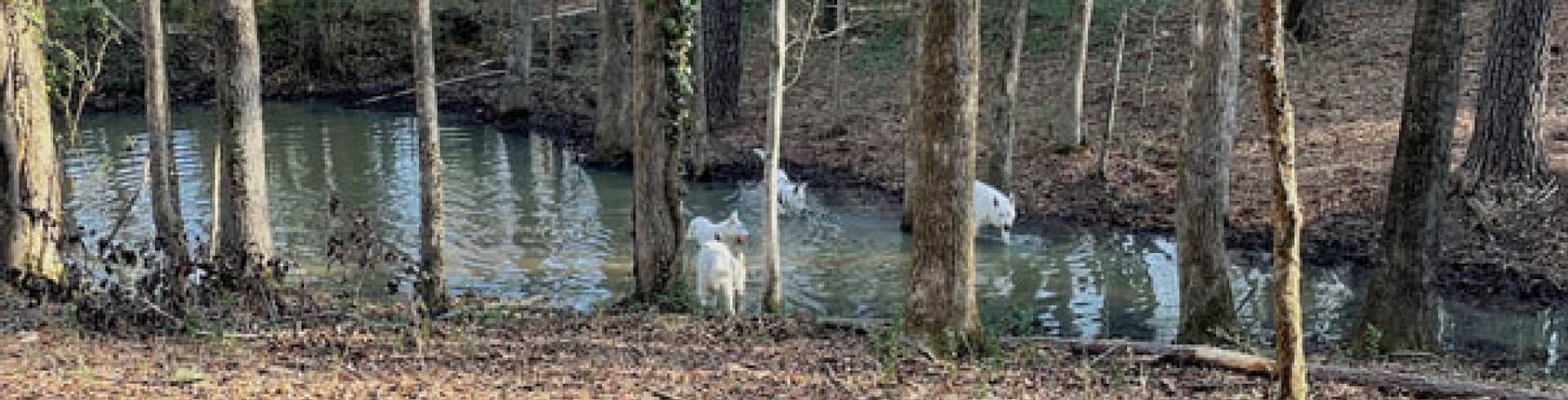 Sunnyside White Swiss Shepherds / Clarksville VA /