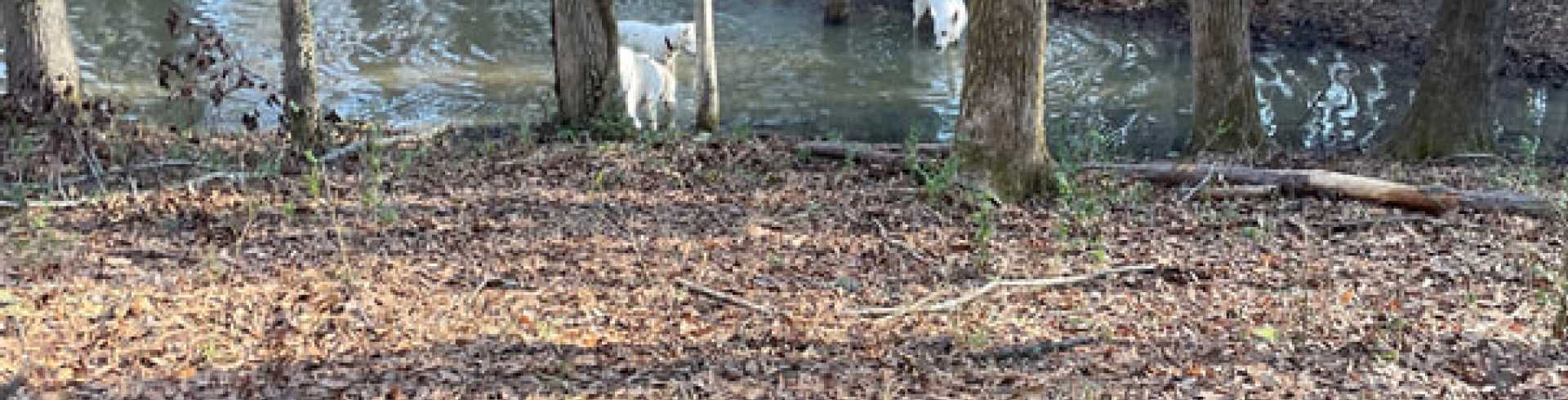 Sunnyside White Swiss Shepherds / Clarksville VA /