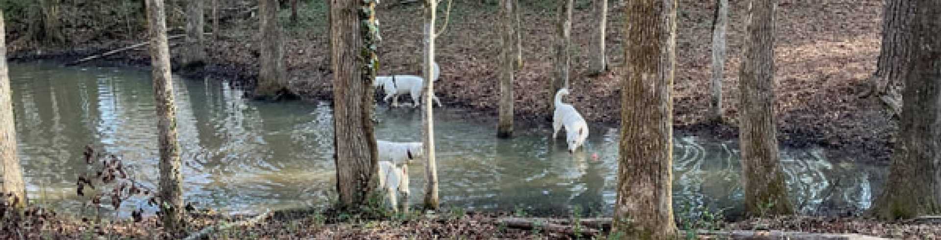 Sunnyside White Swiss Shepherds / Clarksville VA /