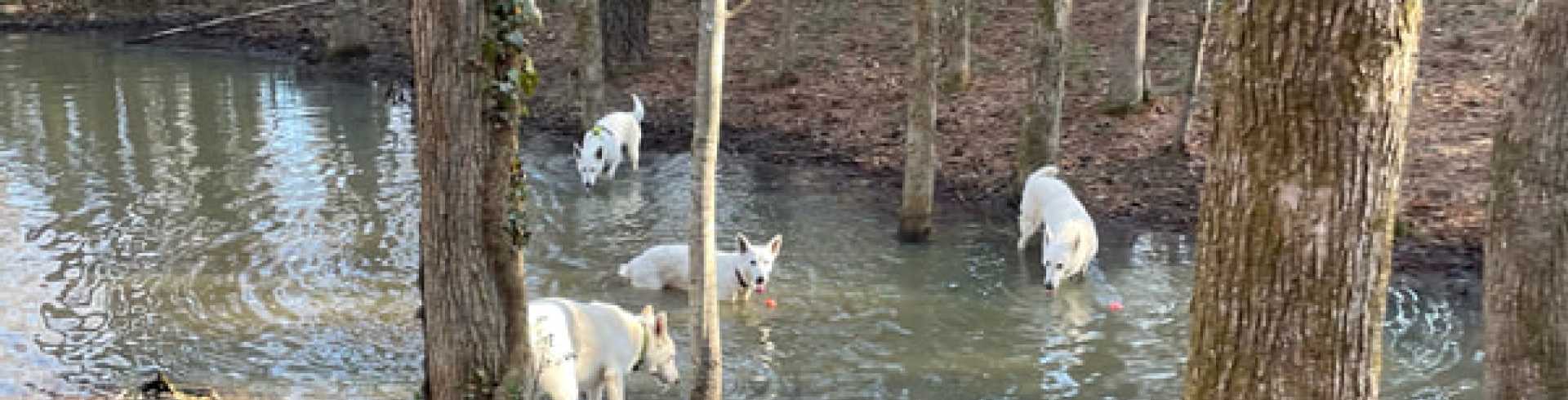 Sunnyside White Swiss Shepherds / Clarksville VA /