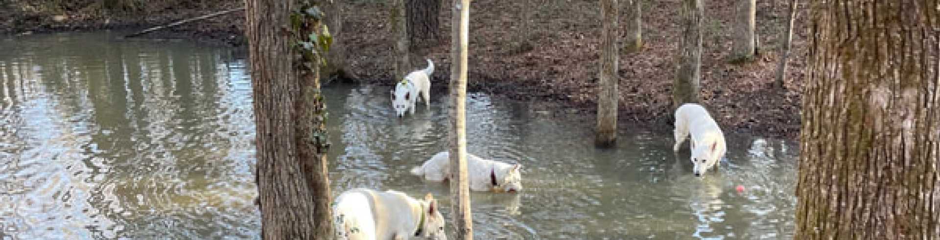 Sunnyside White Swiss Shepherds / Clarksville VA /