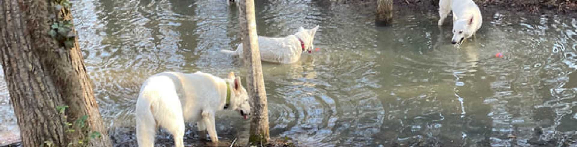 Sunnyside White Swiss Shepherds / Clarksville VA /