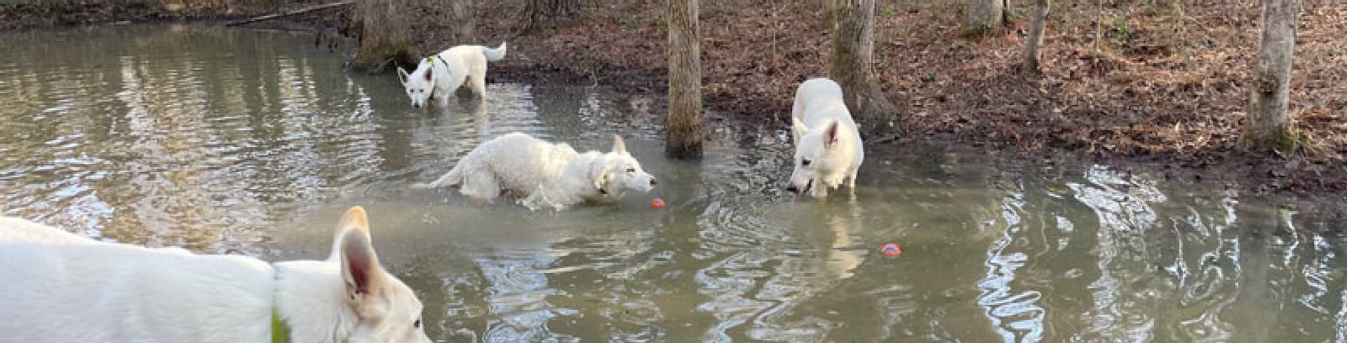 Sunnyside White Swiss Shepherds / Clarksville VA /