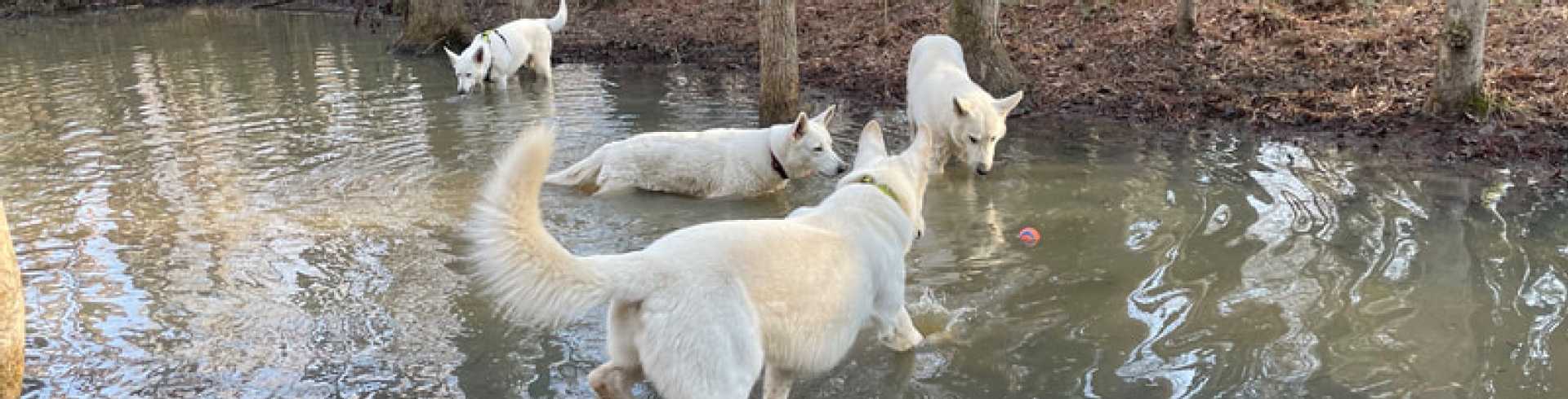 Sunnyside White Swiss Shepherds / Clarksville VA /