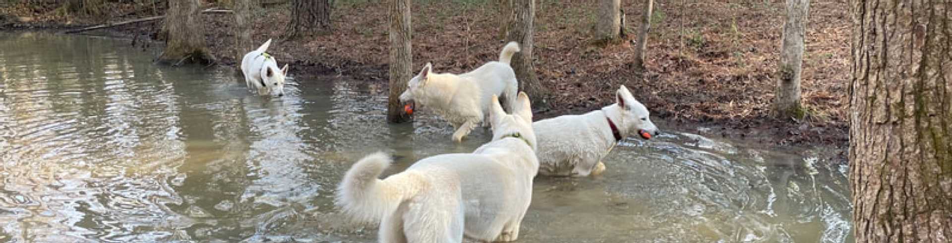 Sunnyside White Swiss Shepherds / Clarksville VA /