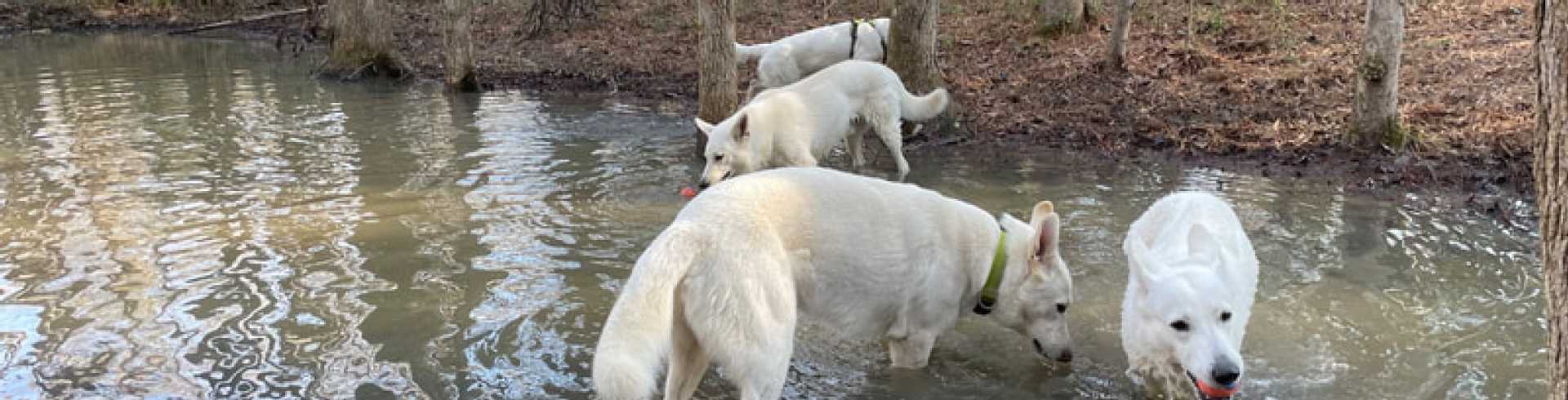 Sunnyside White Swiss Shepherds / Clarksville VA /