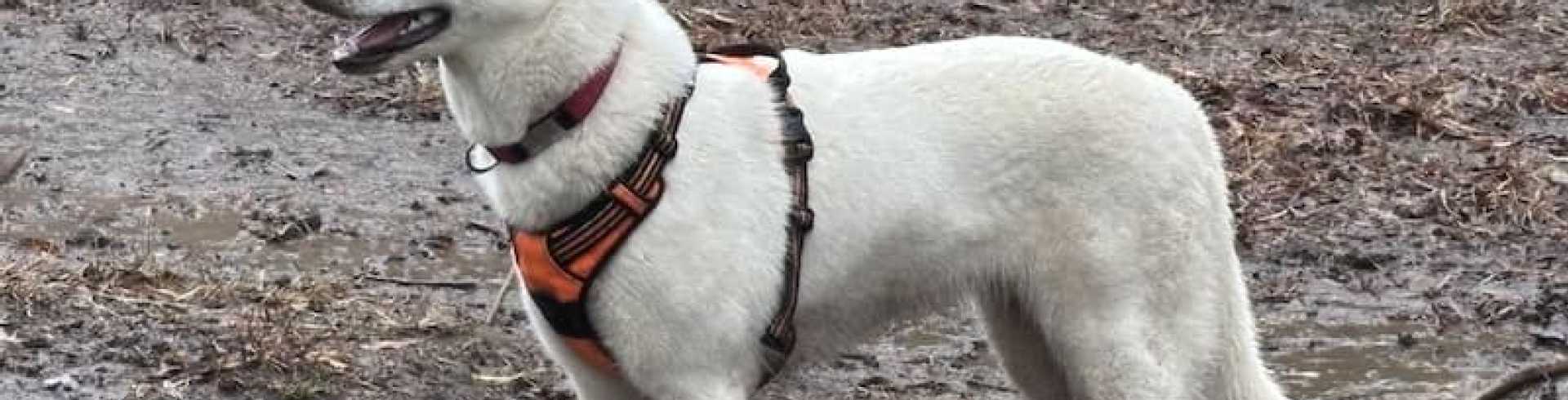 Sunnyside White Swiss Shepherds / Clarksville VA /