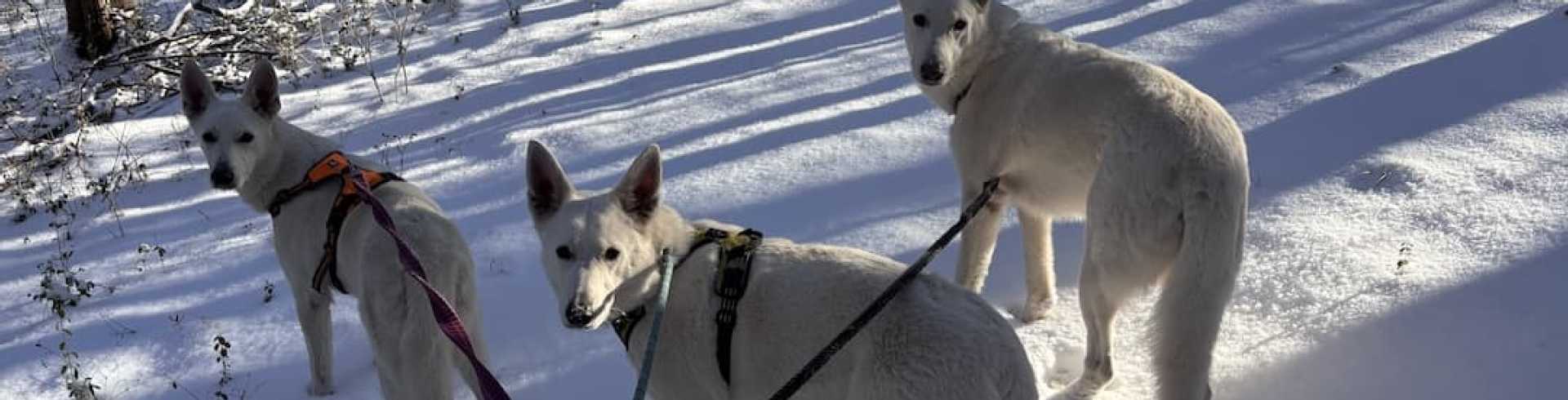 Sunnyside White Swiss Shepherds / Clarksville VA / Winter fun!!!