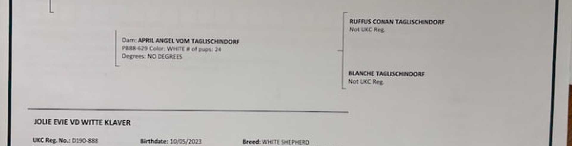 Sunnyside White Swiss Shepherds / Clarksville VA /