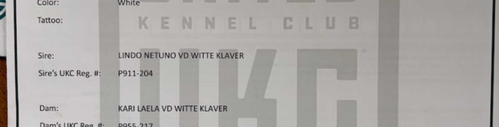 Sunnyside White Swiss Shepherds / Clarksville VA /
