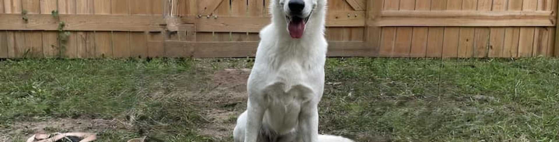 Sunnyside White Swiss Shepherds / Clarksville VA /