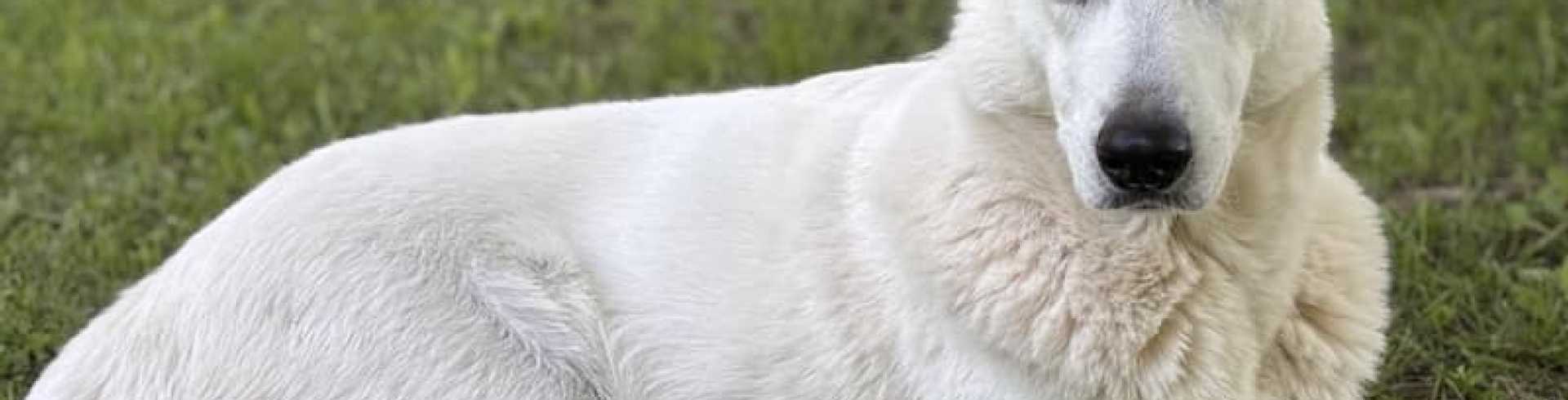 Sunnyside White Swiss Shepherds / Clarksville VA / Happy B'day Jessie!