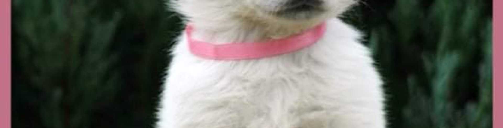 Sunnyside White Swiss Shepherds / Clarksville VA /