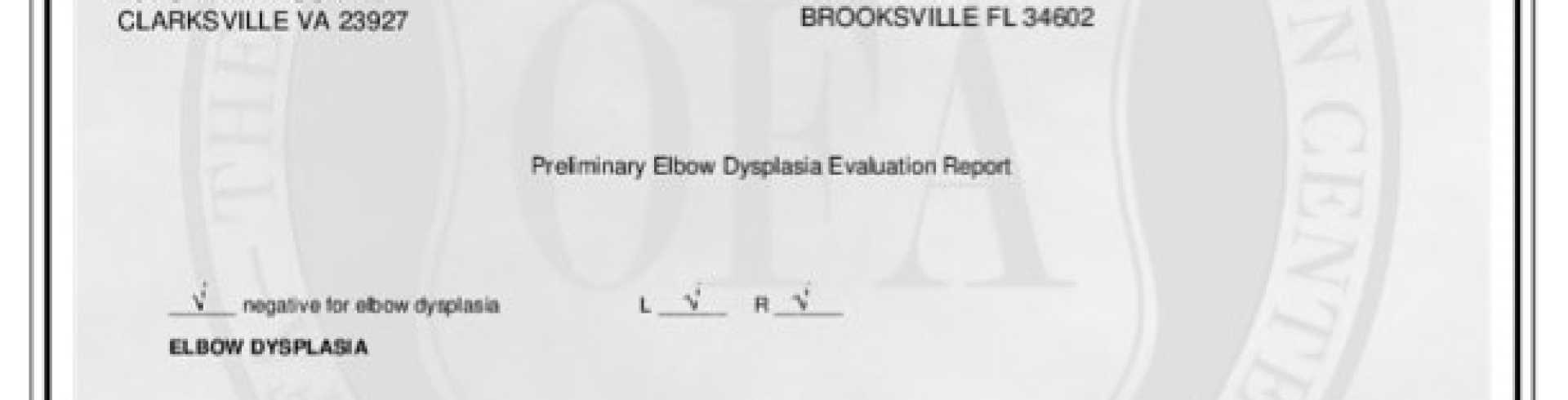Sunnyside White Swiss Shepherds / Clarksville VA / Good hips & normal elbows Evie!!!