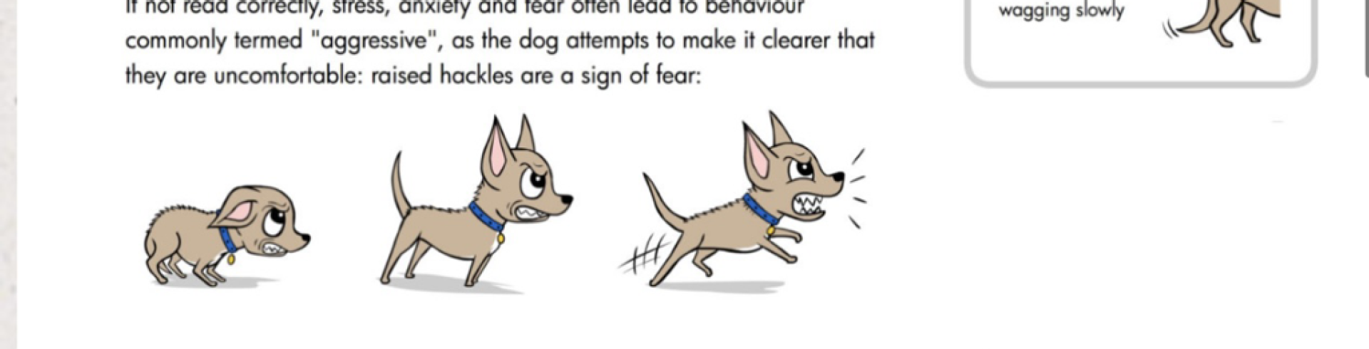 Sunnyside White Swiss Shepherds / Clarksville VA / Don't just stand there. Do something!!!